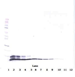 Invitrogen HRG beta-1 Polyclonal Antibody, PeproTech , Invitrogen 50 &mu;g;