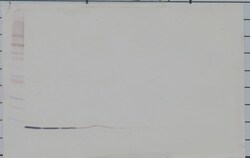 Invitrogen HRG beta-1 Polyclonal Antibody, Biotin, PeproTech , Invitrogen