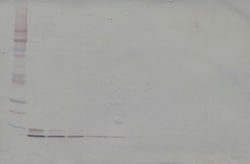 Invitrogen HRG beta-1 Polyclonal Antibody, Biotin, PeproTech , Invitrogen