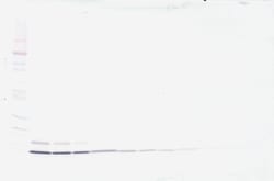 Invitrogen IL-8 (CXCL8) Polyclonal Antibody, Biotin, PeproTech , Invitrogen