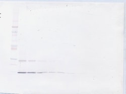 Invitrogen IL-9 Polyclonal Antibody, PeproTech , Invitrogen 50 &mu;g; Unconjugated:Antibodies,
