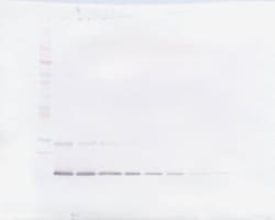 Invitrogen IL-9 Polyclonal Antibody, PeproTech , Invitrogen 50 &mu;g; Unconjugated:Antibodies,