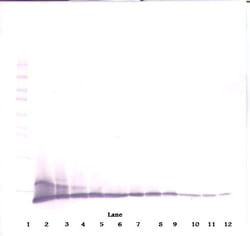 Invitrogen CXCL10 Polyclonal Antibody, PeproTech , Invitrogen 100 &mu;g;