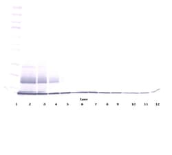 CCL27 Polyclonal Antibody, Biotin, PeproTech , Invitrogen:Antibodies:Primary