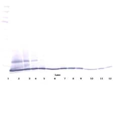 CCL27 Polyclonal Antibody, Biotin, PeproTech , Invitrogen:Antibodies:Primary