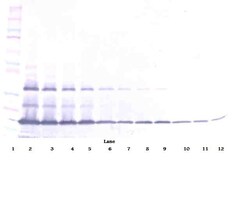 Invitrogen FAS (soluble) Polyclonal Antibody, PeproTech , Invitrogen 100
