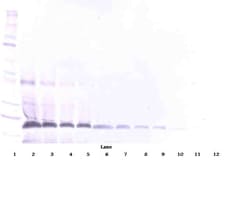 Invitrogen FAS (soluble) Polyclonal Antibody, PeproTech , Invitrogen 100