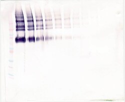 Klotho Polyclonal Antibody, PeproTech , Invitrogen:Antibodies:Primary Antibodies