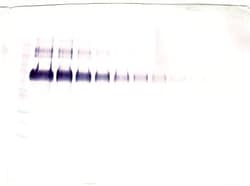 Klotho Polyclonal Antibody, PeproTech , Invitrogen:Antibodies:Primary Antibodies