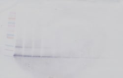 PeproTech CCL28 Polyclonal Antibody, Biotin, PeproTech , Invitrogen 500