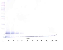 Invitrogen&trade;&nbsp;TRAIL-R2 (DR5) (soluble) Polyclonal Antibody, Biotin, PeproTech&reg;, Invitrogen&trade;