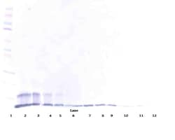 Invitrogen&trade;&nbsp;TRAIL-R2 (DR5) (soluble) Polyclonal Antibody, Biotin, PeproTech&reg;, Invitrogen&trade;