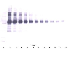 VCAM-1 Polyclonal Antibody, PeproTech , Invitrogen:Antibodies:Primary Antibodies