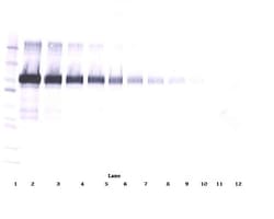 VCAM-1 Polyclonal Antibody, PeproTech , Invitrogen:Antibodies:Primary Antibodies
