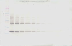 Invitrogen TRAIL Polyclonal Antibody, PeproTech , Invitrogen 1 mg; Unconjugated:Antibodies,
