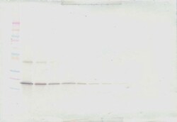 Invitrogen TRAIL Polyclonal Antibody, PeproTech , Invitrogen 1 mg; Unconjugated:Antibodies,