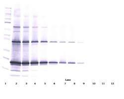 Invitrogen TRAIL Polyclonal Antibody, Biotin, PeproTech , Invitrogen 50