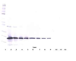 Invitrogen TRAIL Polyclonal Antibody, Biotin, PeproTech , Invitrogen 50