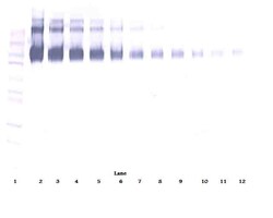 Invitrogen EGFR Polyclonal Antibody, Biotin, PeproTech , Invitrogen 500