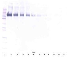 Invitrogen EGFR Polyclonal Antibody, Biotin, PeproTech , Invitrogen 500