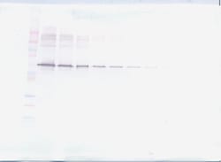 Invitrogen MMP2 Polyclonal Antibody, PeproTech , Invitrogen 1 mg; Unconjugated:Antibodies,