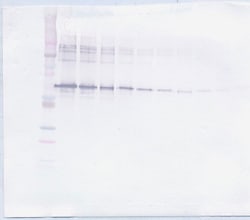 Invitrogen MMP2 Polyclonal Antibody, Biotin, PeproTech , Invitrogen 25
