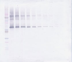 Invitrogen MMP2 Polyclonal Antibody, Biotin, PeproTech , Invitrogen 25