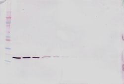 LIGHT Polyclonal Antibody, PeproTech , Invitrogen:Antibodies:Primary Antibodies