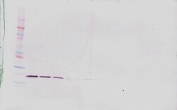 LIGHT Polyclonal Antibody, PeproTech , Invitrogen:Antibodies:Primary Antibodies