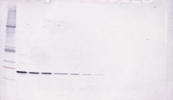 LIGHT Polyclonal Antibody, Biotin, PeproTech , Invitrogen:Antibodies:Primary