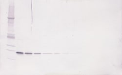 LIGHT Polyclonal Antibody, Biotin, PeproTech , Invitrogen:Antibodies:Primary