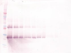 Oncostatin M Polyclonal Antibody, Biotin, PeproTech , Invitrogen:Antibodies:Primary