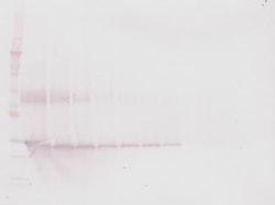Oncostatin M Polyclonal Antibody, Biotin, PeproTech , Invitrogen:Antibodies:Primary