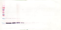 Invitrogen IL-7 Polyclonal Antibody, PeproTech , Invitrogen 100 &mu;g;
