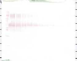 PeproTech Osteopontin Polyclonal Antibody, PeproTech , Invitrogen:Antibodies:Primary