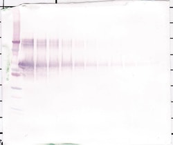 PeproTech Osteopontin Polyclonal Antibody, Biotin, PeproTech , Invitrogen