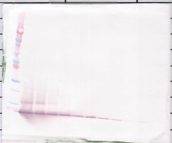 CXCL12 alpha (SDF-1 alpha) Polyclonal Antibody, PeproTech , Invitrogen:Antibodies,