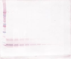 Invitrogen CXCL12 alpha (SDF-1 alpha) Polyclonal Antibody, Biotin, PeproTech