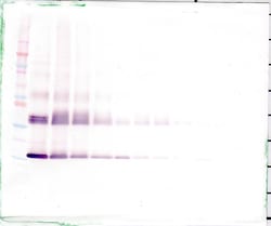 IL1F9 Polyclonal Antibody, PeproTech , Invitrogen:Antibodies, Polyclonal