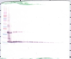 IL1F9 Polyclonal Antibody, PeproTech , Invitrogen:Antibodies, Polyclonal