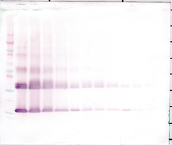 IL1F9 Polyclonal Antibody, Biotin, PeproTech , Invitrogen:Antibodies:Primary