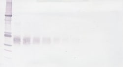 Epo Polyclonal Antibody, Biotin, PeproTech&reg;, Invitrogen&trade;