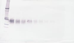 Invitrogen Epo Polyclonal Antibody, Biotin, PeproTech , Invitrogen 50 &mu;g | Buy Online | Invitrogen&trade; | Fisher Scientific