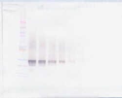 Invitrogen FGF23 Polyclonal Antibody, PeproTech , Invitrogen 100 &mu;g;