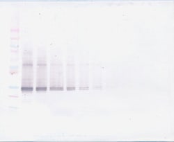Invitrogen FGF23 Polyclonal Antibody, PeproTech , Invitrogen 100 &mu;g;