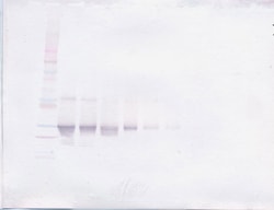 Invitrogen FGF23 Polyclonal Antibody, Biotin, PeproTech , Invitrogen 25