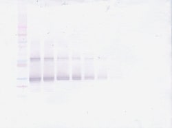 Invitrogen FGF23 Polyclonal Antibody, Biotin, PeproTech , Invitrogen 25