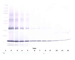 PeproTech TNF alpha Polyclonal Antibody, PeproTech , Invitrogen 100 &mu;g | Buy Online | PeproTech | Fisher Scientific