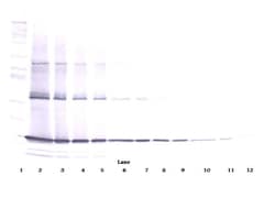 Invitrogen TNF alpha Polyclonal Antibody, Biotin, PeproTech , Invitrogen