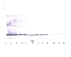 Invitrogen TNF alpha Polyclonal Antibody, Biotin, PeproTech , Invitrogen
